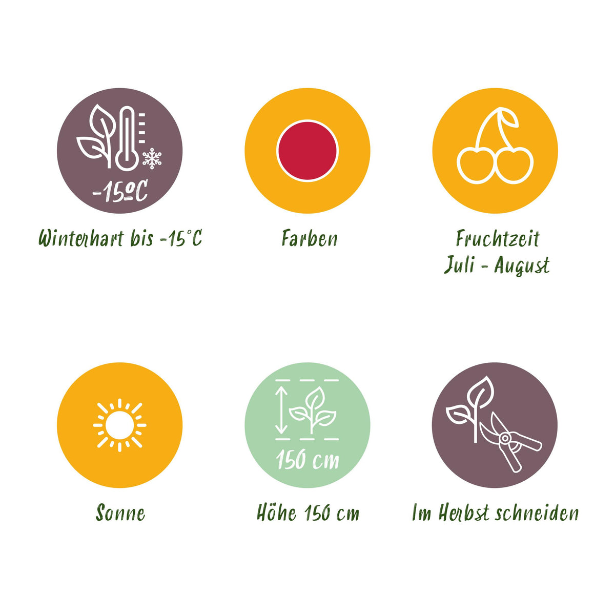 Green boutiQ - Fruitplanten - Taybes - Rubus Tayberry - Winterhard - 3 Planten - Pot 9 cm - Rode Bes