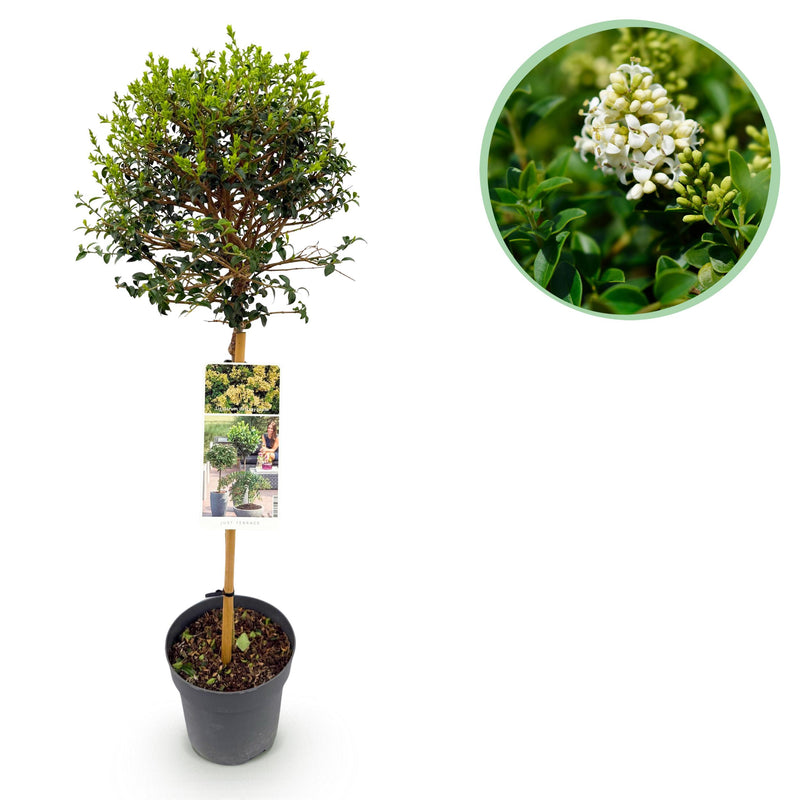 Green boutiQ - Plant op Stam - Ligustrum delavayanum - Terras Plant - Bladhoudend - Winterhard - Groen Blad - Pot 19cm Hoogte 90cm