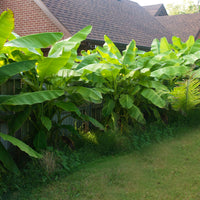 Green boutiQ - Fruitplant - Bananen plant - Musa Basjoo - Winterhard - 4 planten - Pot 12cm Hoogte 30cm