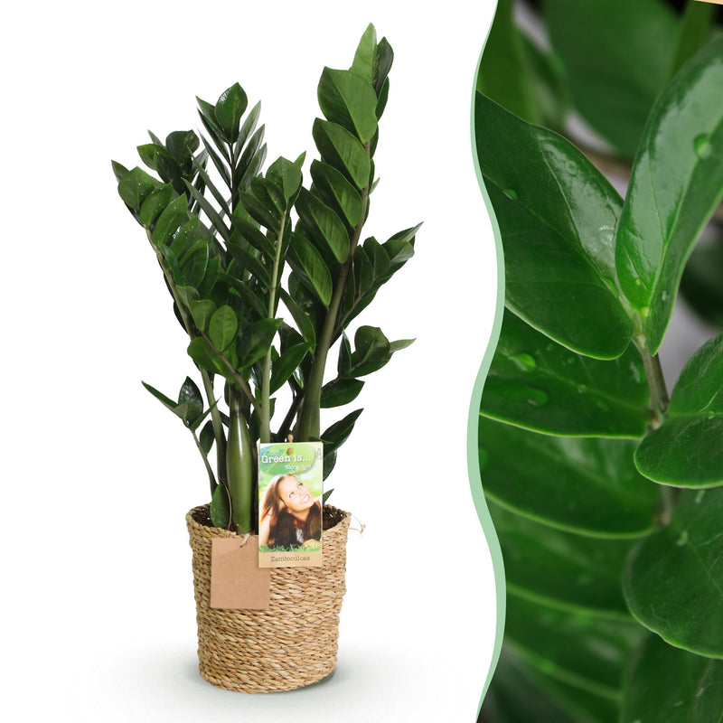 Green BoutiQ - Green is... Kamerplanten - Zamioculcas - ZZ-plant - Weinig onderhoud - met mand - Groen - 1 Plant - Pot 17cm - Hoogte 65-75cm