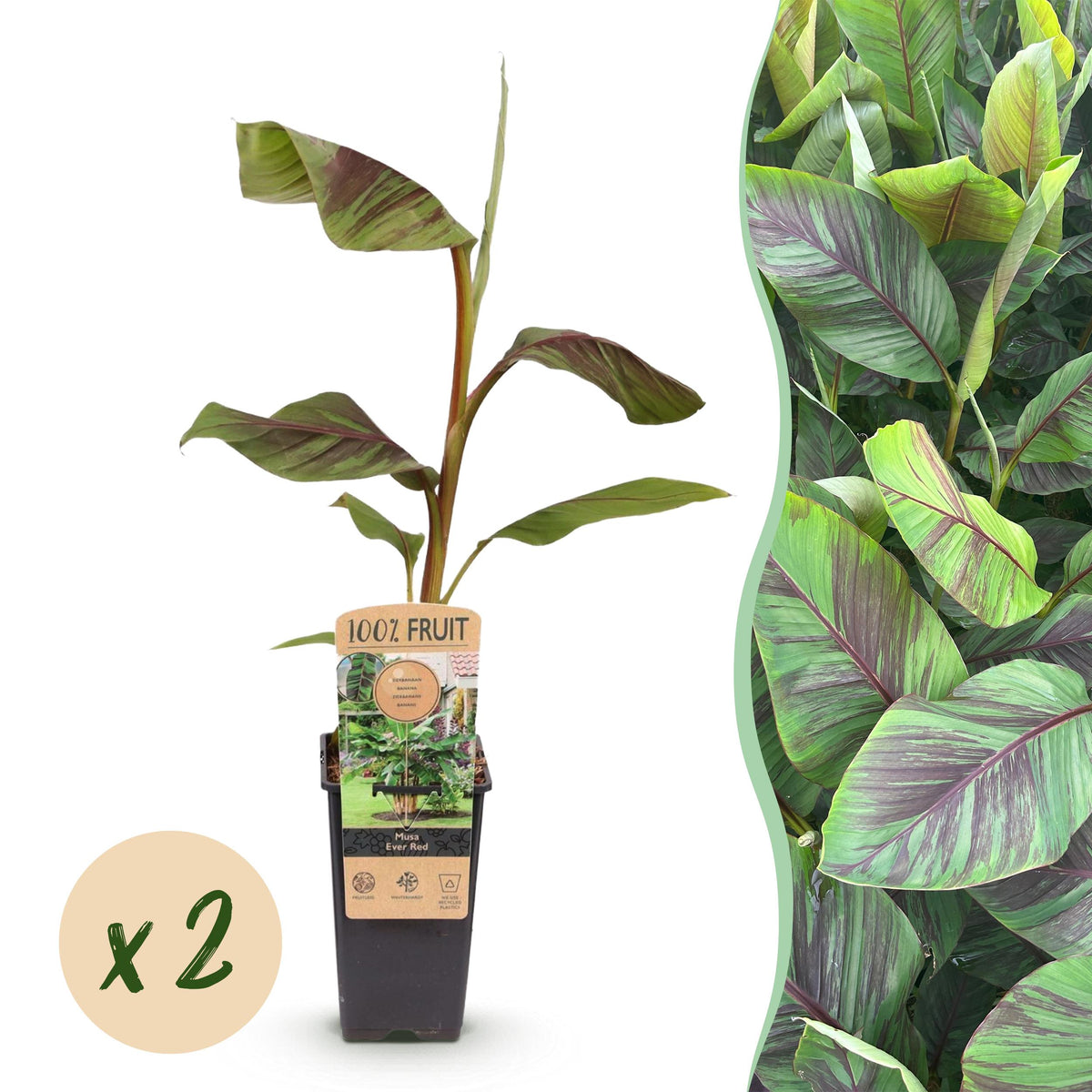 Green boutiQ - Fruitplant - Japanse vezelbanaan - Musa Ever Red - Winterhard - 2 planten - Pot 15cm Hoogte 50cm