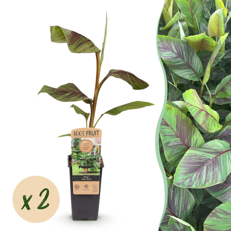 Green boutiQ - Fruitplant - Japanse vezelbanaan - Musa Ever Red - Winterhard - 2 planten - Pot 15cm Hoogte 50cm