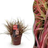 Green boutiQ - Siergrassen - Uncinia rubra Everflame  - Rood - 1 Plant - Groenblijvend - Winterhard - Pot 17cm Hoogte 50cm
