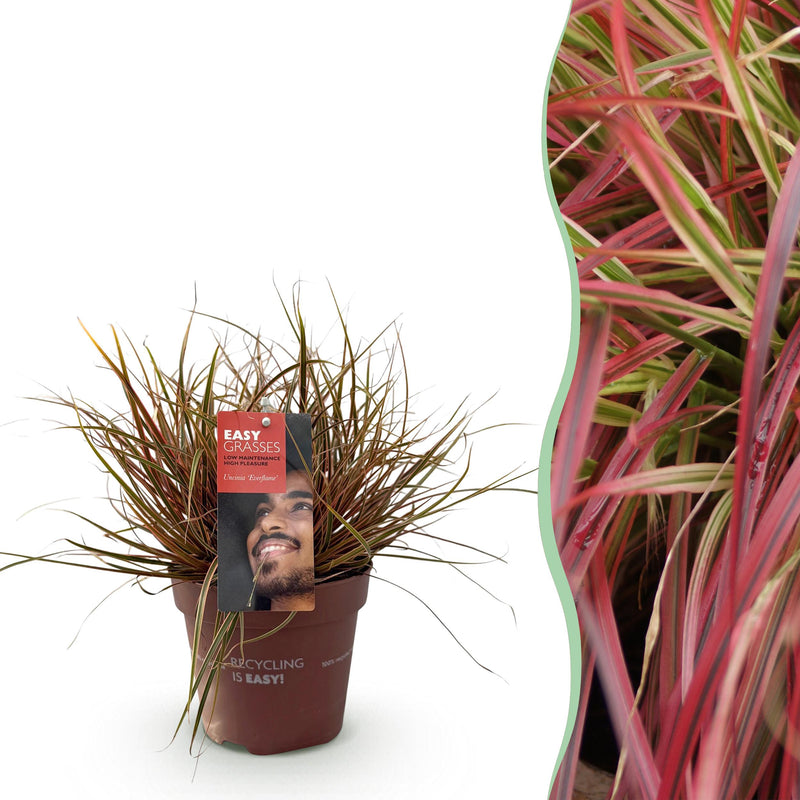 Green boutiQ - Siergrassen - Uncinia rubra Everflame  - Rood - 1 Plant - Groenblijvend - Winterhard - Pot 17cm Hoogte 50cm
