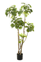Kunstpflanze - Polyscias - Aralie - 135 cm