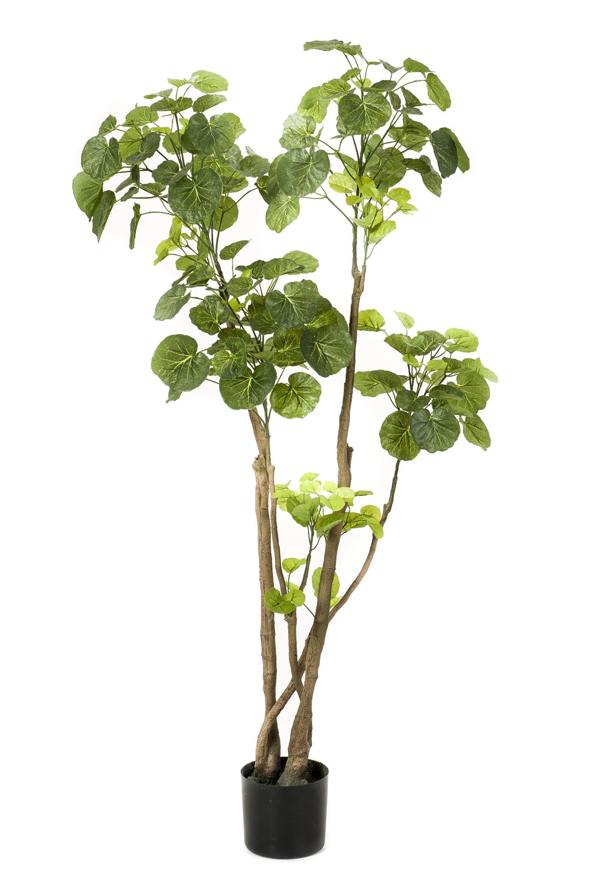 Kunstpflanze - Polyscias - Aralie - 135 cm