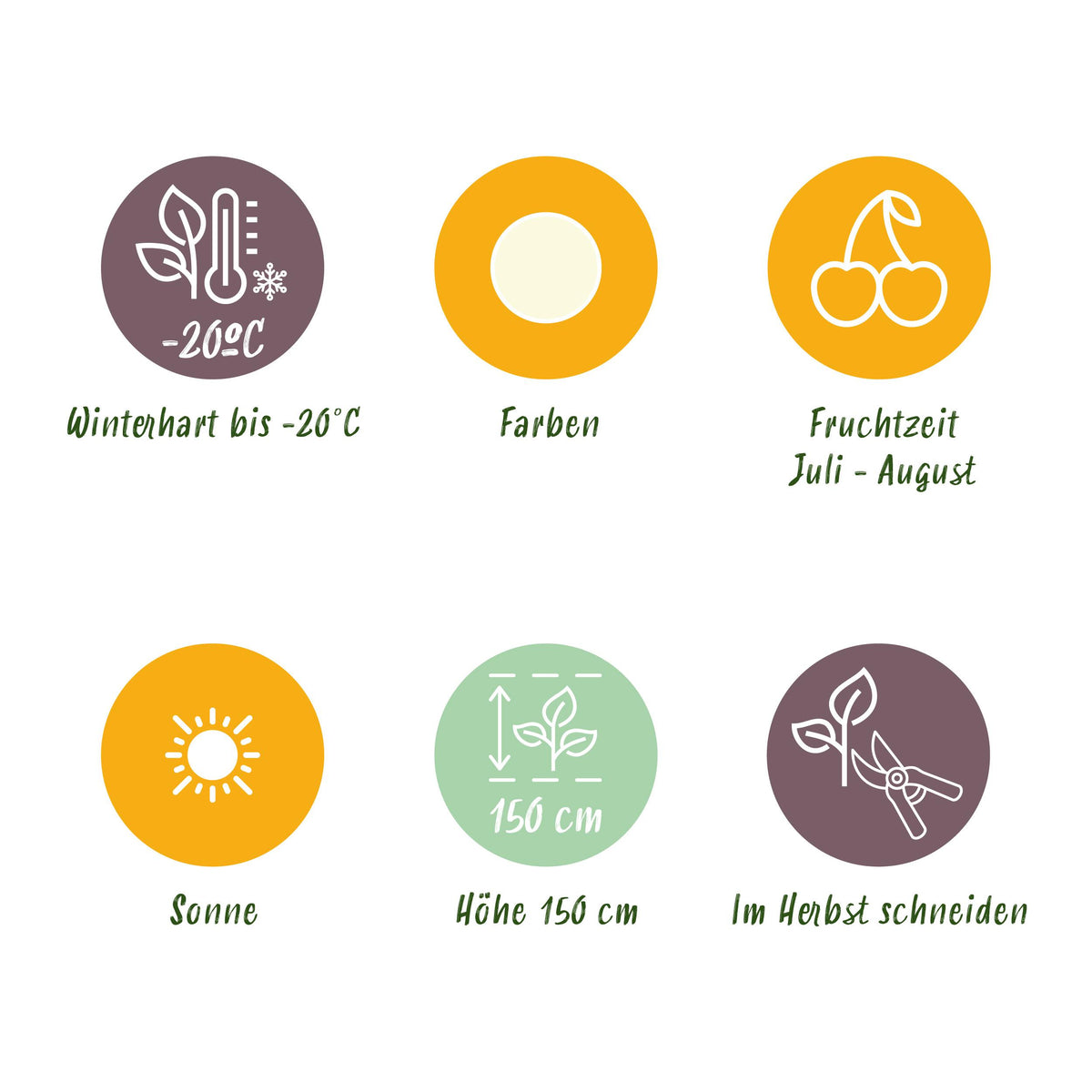 Green boutiQ - Fruitplanten - Wiite Bes - Ribes rubrum Witte Hollander - Winterhard - 3 Planten - Pot 9 cm - Witte Bes