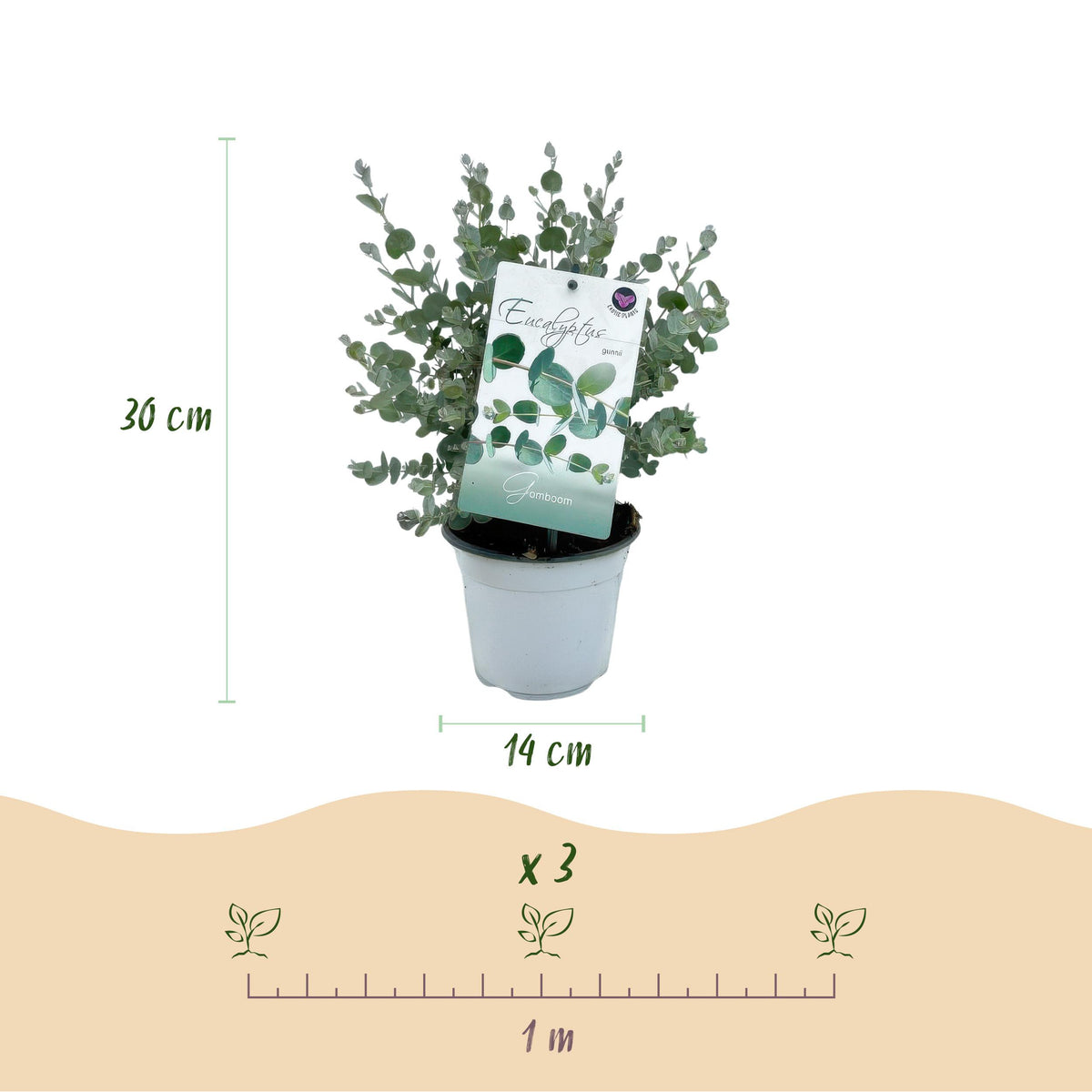 Green boutiQ - Terrasplant - Eucalyptus boom - Eucalyptus gunni  - Grijs - 4 Planten - Winterhard - Pot 14cm Hoogte 30cm