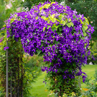 Green boutiQ - Klimplant - Clematis Blue Angel