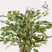 kunstplant - Ficus liana  - Vioolbladplant - 140cm