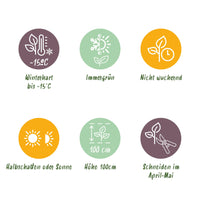 Green boutiQ - Haagplanten - Euonymus japonica Green Spire