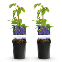 Green boutiQ - Klimplant - Clematis Mrs. N. Thompson - Bloem Roze - Weinig onderhoud -2 planten -  Pot 11cm Hoogte 40cm