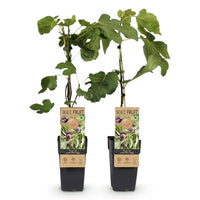 Green boutiQ - Fruitplant - Vijgenboom - Ficus caria Little mis Figgy - Rode Vrucht - 2 planten - Pot 15cm Hoogte 50cm