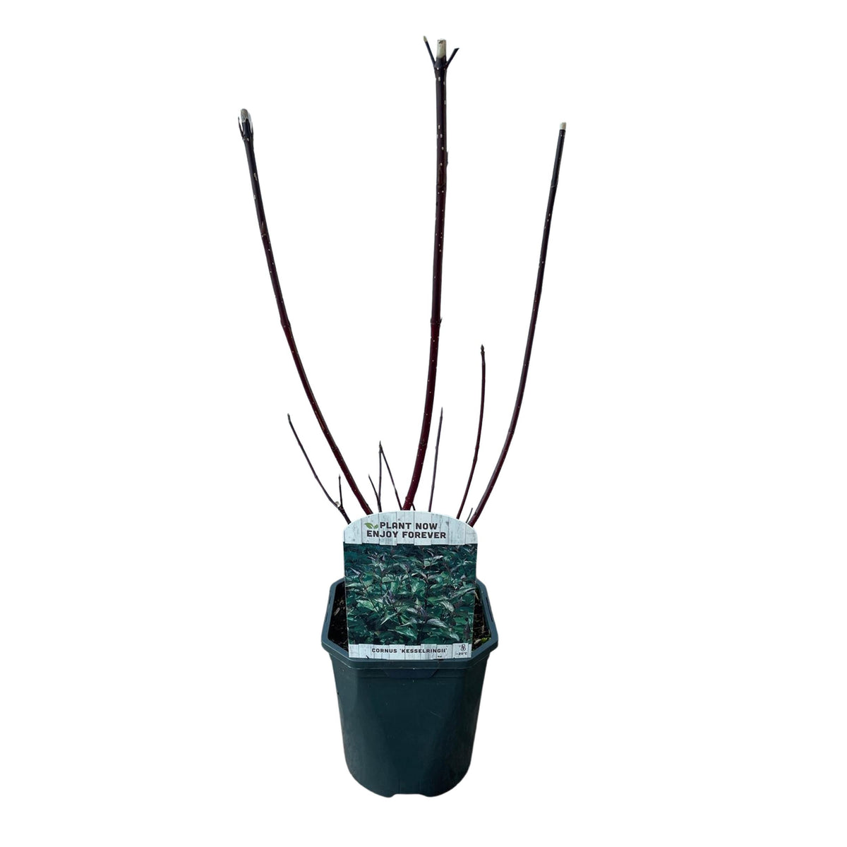 Green boutiQ - Heesters - Cornus alba Kesselringii - Paarse Takken - 1 Plant - Bladverliezend - Weinig Onderhoud - Pot 17cm Hoogte 45cm