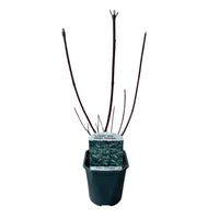 Green boutiQ - Heesters - Cornus alba Kesselringii - Paarse Takken - 1 Plant - Bladverliezend - Weinig Onderhoud - Pot 17cm Hoogte 45cm