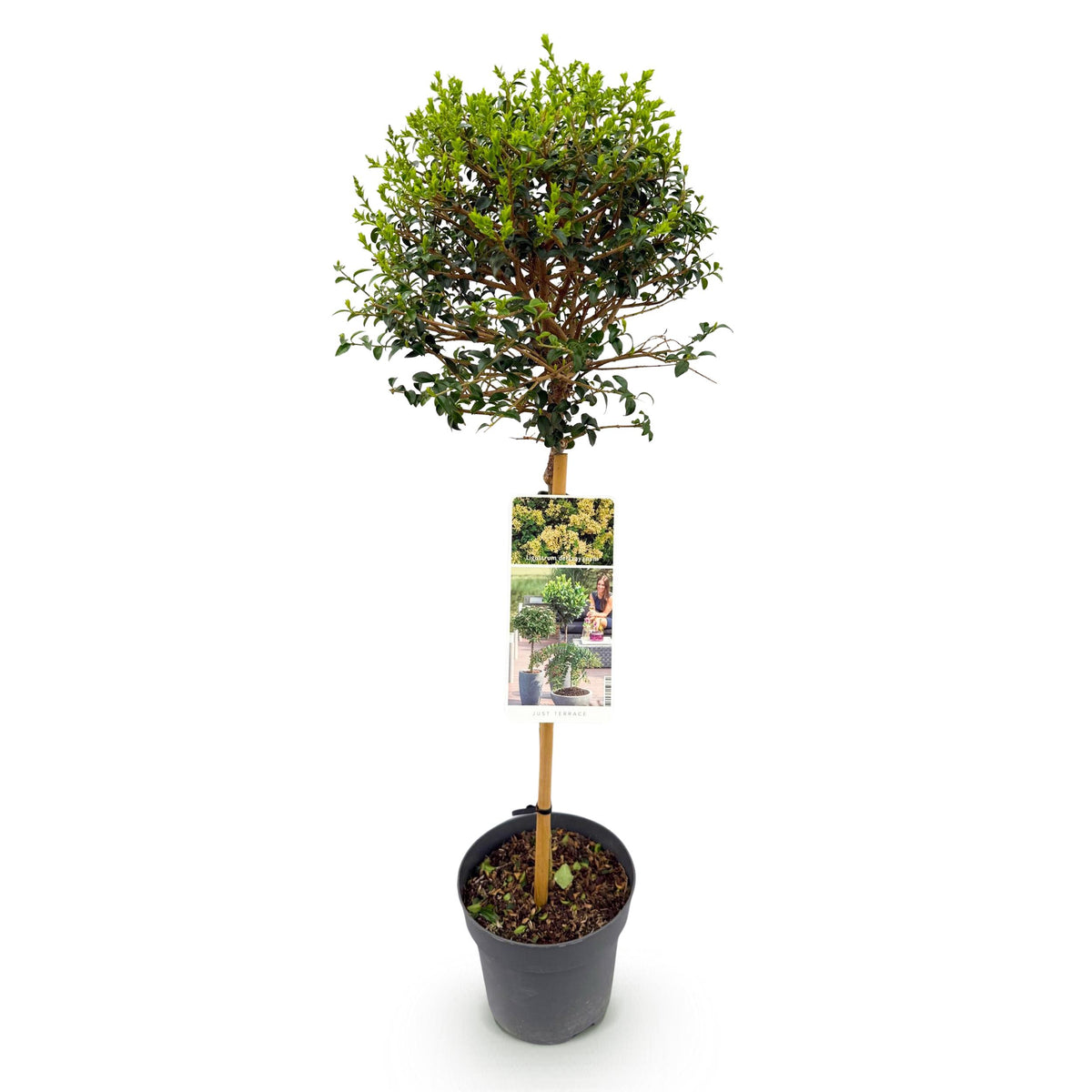 Green boutiQ - Plant op Stam - Ligustrum delavayanum - Terras Plant - Bladhoudend - Winterhard - Groen Blad - Pot 19cm Hoogte 90cm