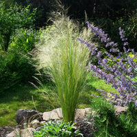 Green boutiQ - Siergrassen - Stipa tenuifolia Pony Tails - Groen - 4 Planten - Bladhoudend - Weinig Onderhoud - Pot 17cm Hoogte 50cm