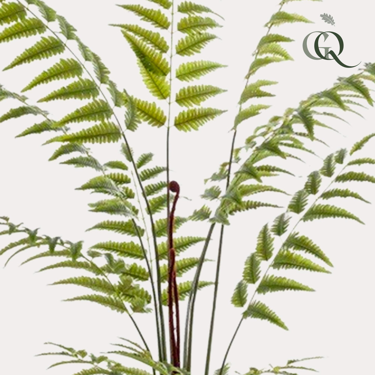 Plante artificielle - Rumohra Adiantiformis - Fougère de cuir - 180 cm