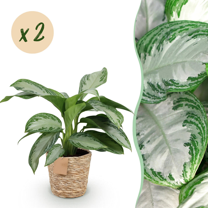 Green BoutiQ - Green is... Kamerplanten - Aglaonema Silver Bay - Zilverblad - Weinig onderhoud - met mand - Groen - 2 Planten - Pot 17cm - Hoogte 70-75cm