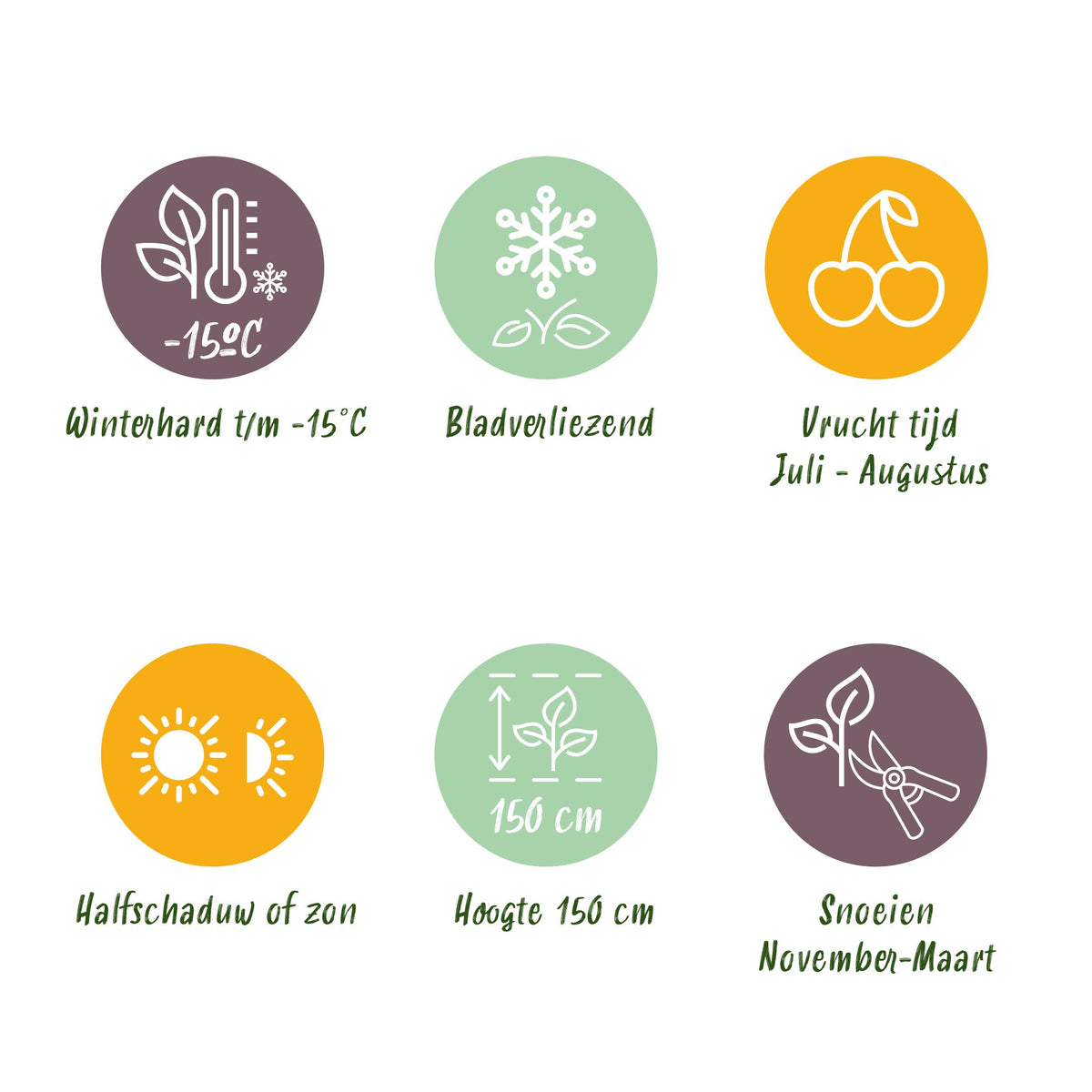 Green boutiQ - Fruitplant - Kruisbes - Ribes uva-crispa Invicta - Groene Bes - 2 planten -  Pot 11cm Hoogte 40cm