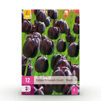 Green boutiQ - Bloembollen - Tulp Triumph Black - Kleur Donker Paars - 15 stuks - Bolmaat 11/12 - XXL Pack