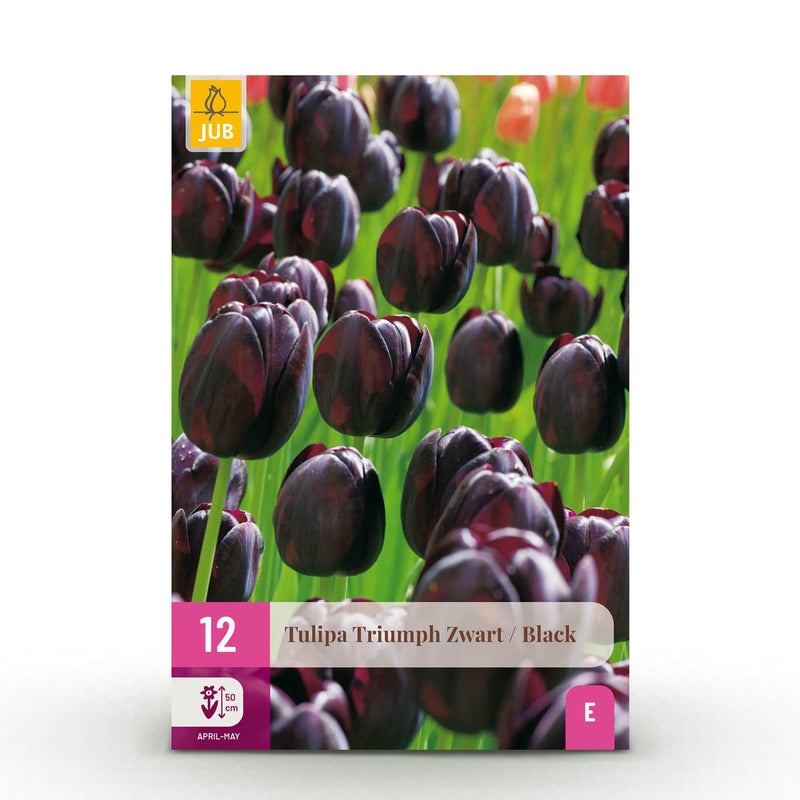 Green boutiQ - Bloembollen - Tulp Triumph Black - Kleur Donker Paars - 15 stuks - Bolmaat 11/12 - XXL Pack