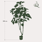 Plante artificielle - Ficus umbellata - Figuier africain - 180 cm