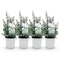Green boutiQ - Terrasplant - Eucalyptus boom - Eucalyptus gunni  - Grijs - 4 Planten - Winterhard - Pot 17cm Hoogte 40cm