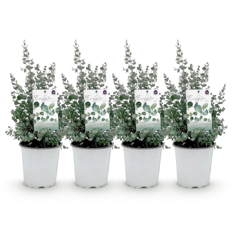 Green boutiQ - Terrasplant - Eucalyptus boom - Eucalyptus gunni  - Grijs - 4 Planten - Winterhard - Pot 17cm Hoogte 40cm