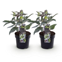 Green boutiQ - Tuinplant - Lenten Rose - Helleborus sternii Silver Dollar - Groene  Bloem -2 Planten- Groenblijvend - Pot 14cm Hoogte 35cm