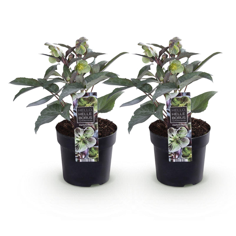 Green boutiQ - Tuinplant - Lenten Rose - Helleborus sternii Silver Dollar - Groene  Bloem -2 Planten- Groenblijvend - Pot 14cm Hoogte 35cm