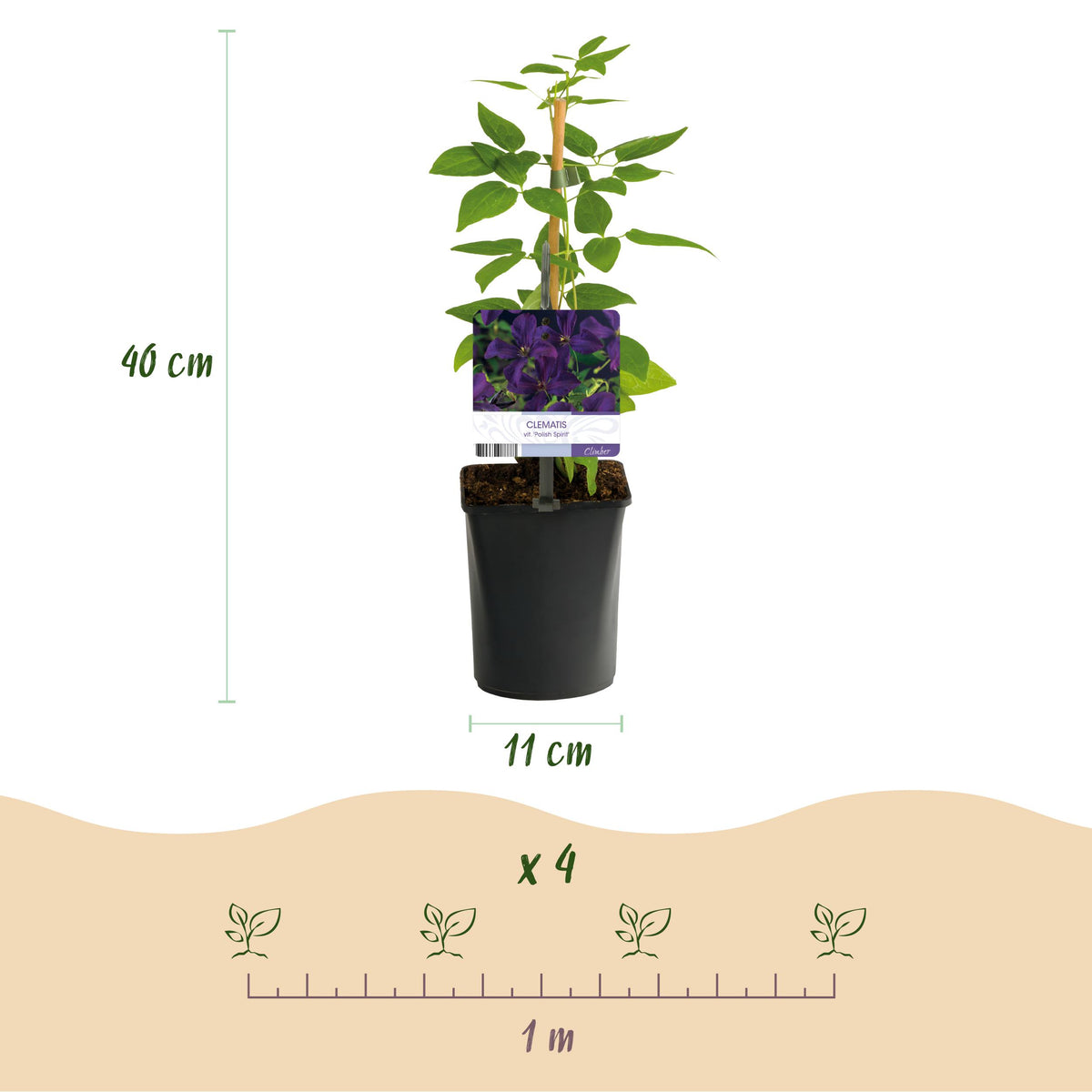 Green boutiQ - Klimplant - Clematis Blue Angel
