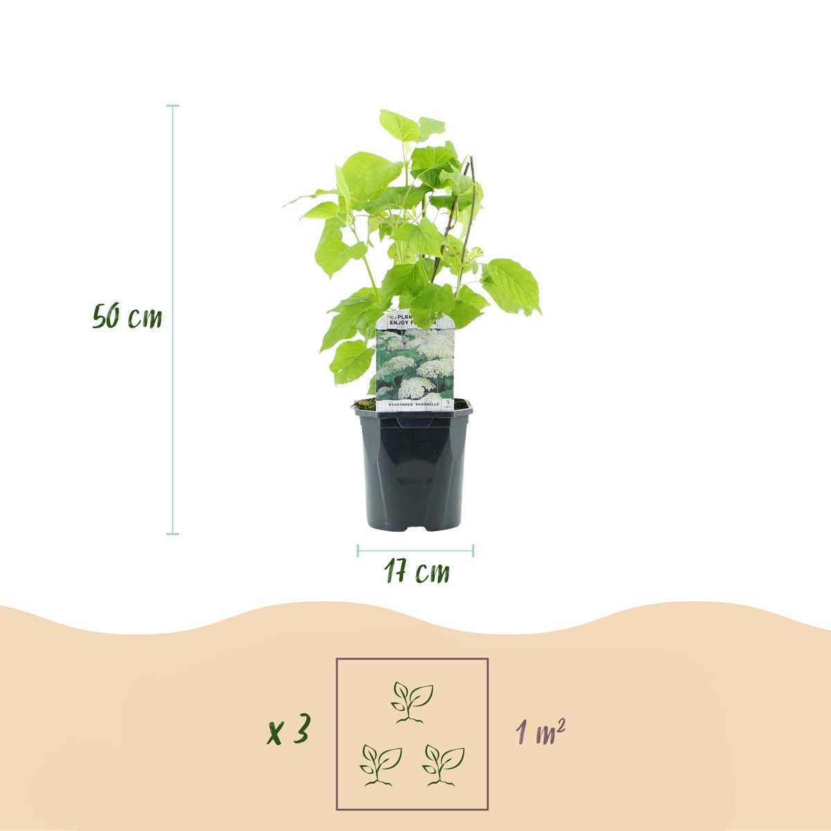 Green boutiQ - Pluim Hortensia - Hydrangea arborescens Annabelle - Bloem Wit - 3 Planten - 1 m2 - Bladverliezend - Grote Bloemen - Pot 17cm Hoogte 50cm