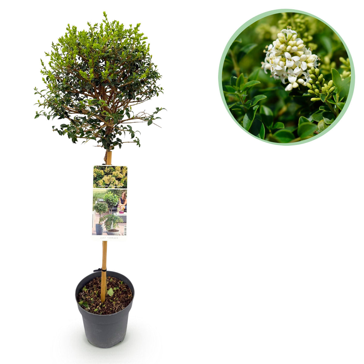 Green boutiQ - Tuinplant - Olea Europaea
