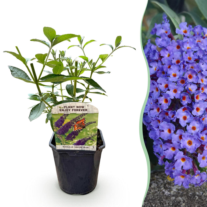 Green boutiQ - Vlinderstruik - Buddleja davidii Empire Blue- Bloem Blauw - 1 Plant - Bladverliezend - Vlinderlokkend -  Pot 17cm Hoogte 25cm