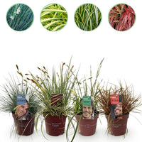 Green boutiQ - Siergrassen - 4 Planten - Blauw - Geel - Groen - Rood - Bladhoudend - Weinig Onderhoud - Pot 17cm Hoogte 50cm