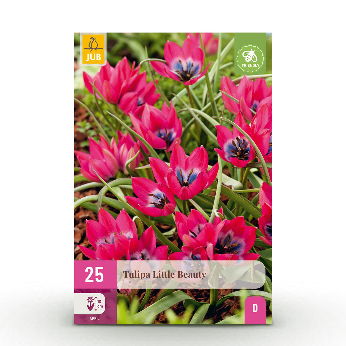 Green boutiQ - Bloembollen - Tulp Little Beauty - Kleur Donker Roze - 25 stuks - Bolmaat 6/7 - XXL Pack