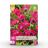 Green boutiQ - Bloembollen - Tulp Little Beauty - Kleur Donker Roze - 25 stuks - Bolmaat 6/7 - XXL Pack