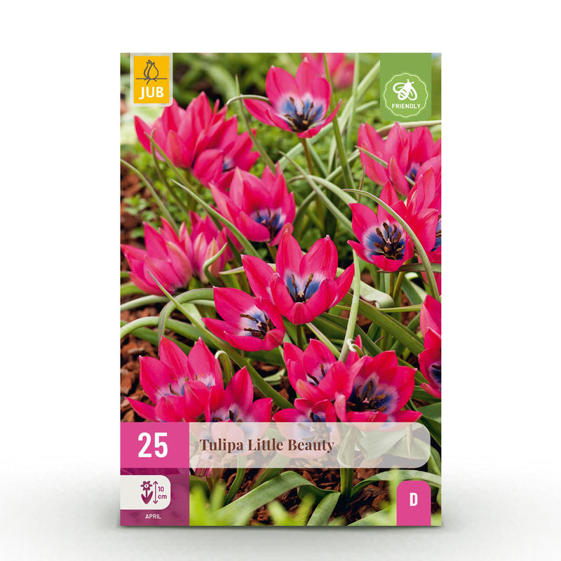 Green boutiQ - Bloembollen - Tulp Little Beauty - Kleur Donker Roze - 25 stuks - Bolmaat 6/7 - XXL Pack