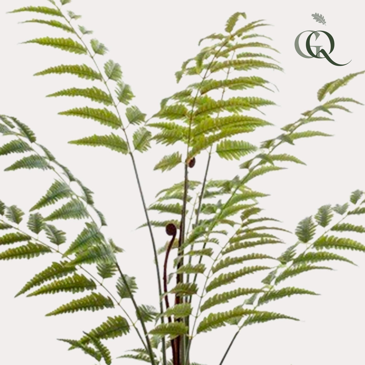 Plante artificielle - Rumohra Adiantiformis - Fougère de cuir - 150 cm