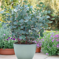 Green boutiQ - Terrasplant - Eucalyptus boom - Eucalyptus gunni  - Grijs - 4 Planten - Winterhard - Pot 17cm Hoogte 40cm