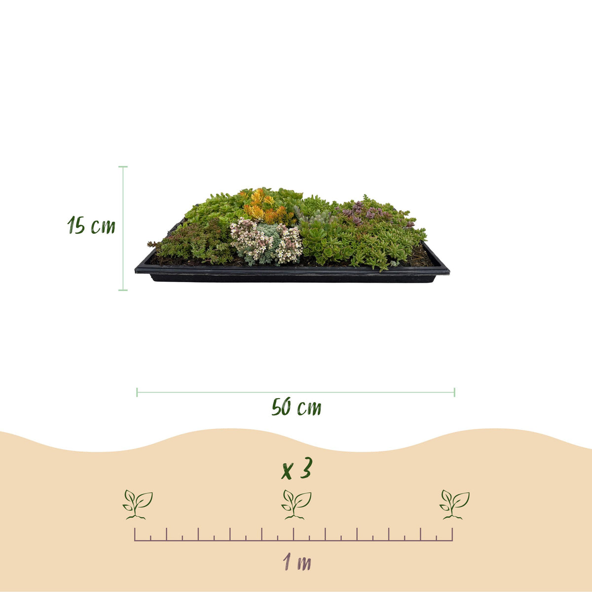 Green boutiQ - Bodembedekker - Winterhard - Sedum mat - Bestaat uit 10 soorten - X12 - Weinig Onderhoud - Lengte 50 Breedte 30