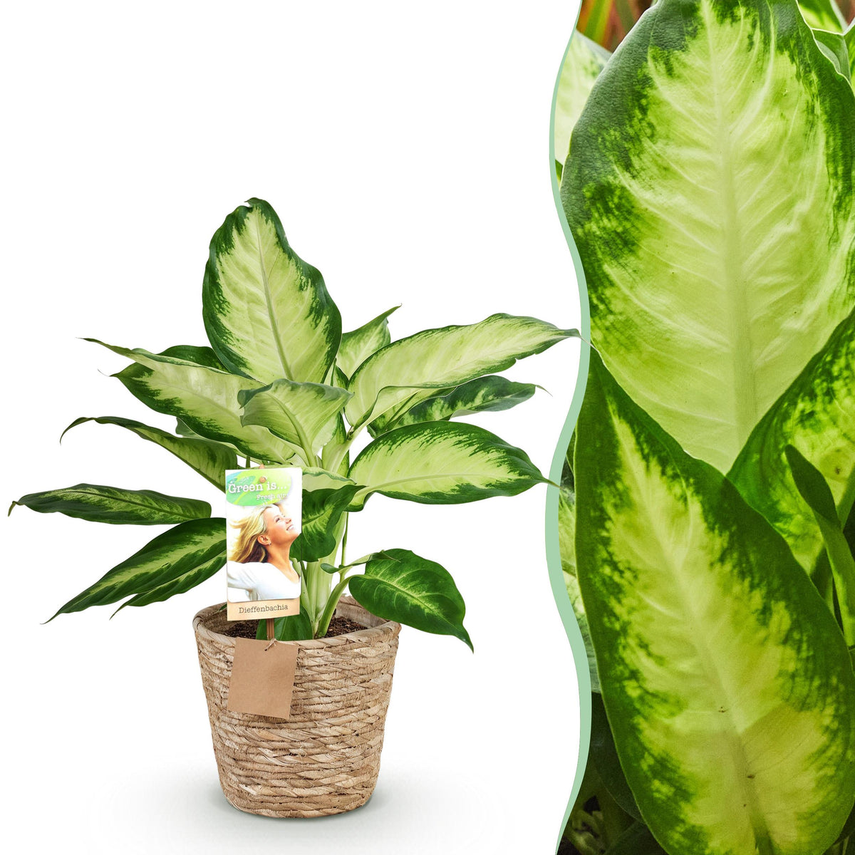 Green BoutiQ - Green is... Kamerplanten - Diefenbachia Camilla - Dieffenbachia - Weinig onderhoud - met mand - Groen - 1 Plant - Pot 17cm - Hoogte 45-50cm