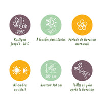 Green boutiQ - Klimplant - Clematis armandii - Bloem Wit - Groenblijvend - Weinig onderhoud - 1 plant Pot 11cm Hoogte 40cm