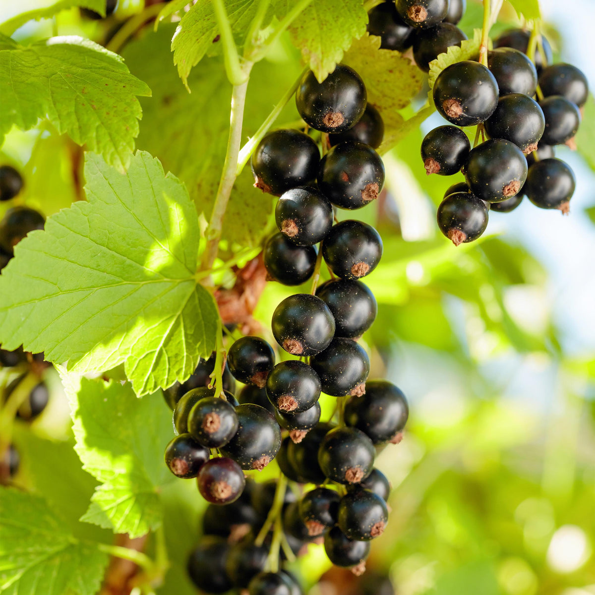 Green boutiQ - Fruitplant - Zwarte bes - Ribes nigrum Titania - Zwarte Bes - 2 planten -  Pot 11cm Hoogte 40cm