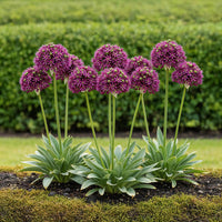 Green boutiQ - Bloembollen - Allium Miami - Kleur Paars - 15 stuks - Bolmaat 10/11 - XXL Pack