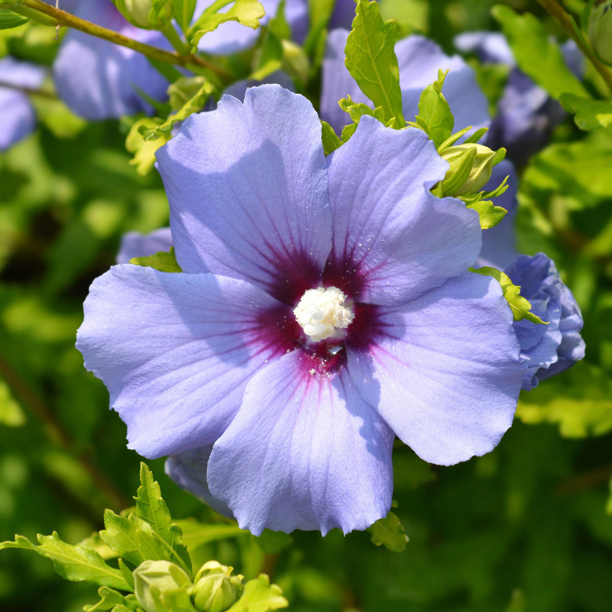 Green boutiQ - Heesters - Hibiscus syriacus Oiseau Blue - Bloem Blauw - 1 Plant - Bladverliezend - Weinig Onderhoud - Pot 17cm Hoogte 45cm