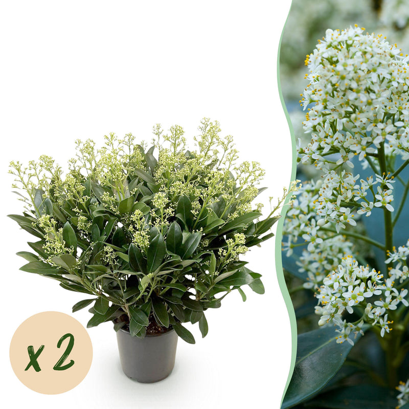 Green boutiQ - Terrasplant - Skimmia japonica Finchy - Bloem Wit - 40+ Bloemen - 2 Plant - Winterhard - Pot 19cm Hoogte 60cm