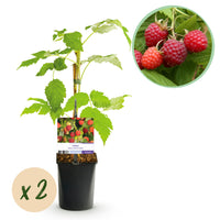 Green boutiQ - Fruitplant - Framboos - Rubus idaeus Autumn Bliss  - Rode Framboos - 2 planten -  Pot 11cm Hoogte 40cm