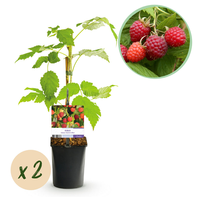 Green boutiQ - Fruitplant - Framboos - Rubus idaeus Autumn Bliss  - Rode Framboos - 2 planten -  Pot 11cm Hoogte 40cm